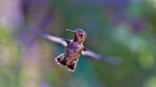 蜂鸟, 飞行, 鸟, 自然, 翼, 野生动物, 动物