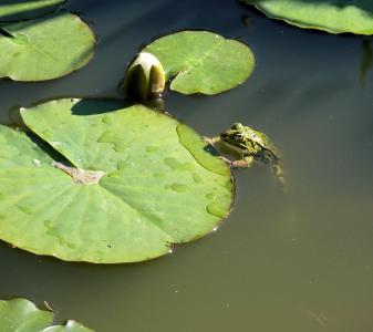 青蛙, 池塘, 绿色, 牢骚, 自然