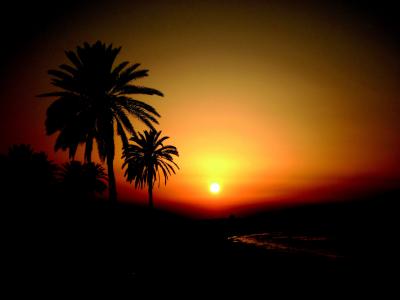 突尼斯, 日落, 假日, abendstimmung, 棕榈
