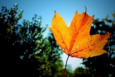 叶, 秋天, 颜色, 橙色, 蓝色, 阳光, 自然
