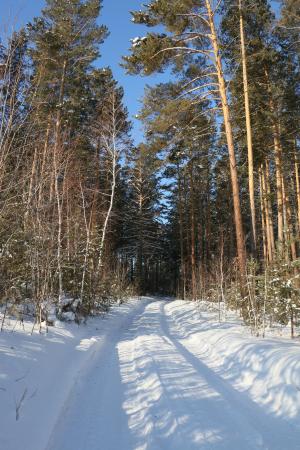 冬路, 森林, 冬天, 冬季森林, 树木, 松树, 冬季景观