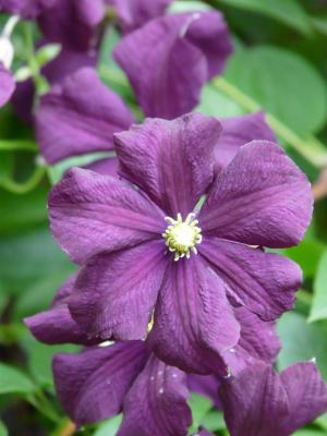 铁线莲, 花, 植物区系, 植物, 绽放, 紫色, 深紫色