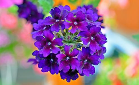 马鞭, 花, 紫罗兰色, 植物, 自然, 花, 紫色