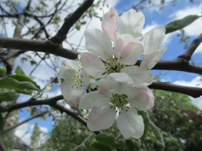 苹果树上的花, 园艺, 春天, 五月, 绽放, 花园, 树上苹果