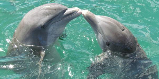 海豚, 海, 爱, 吻