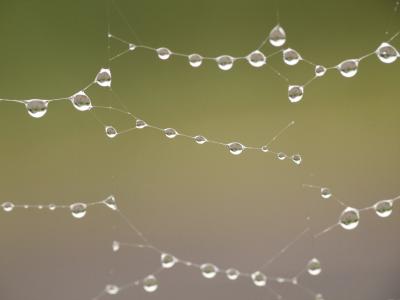 雨, 雨后, 蜘蛛网, 宏观, 沉默, 安静, 蜘蛛网
