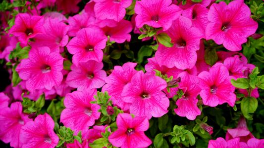 粉红色的花朵, 粉色, 花, 自然, 花瓣, 植物, 春天