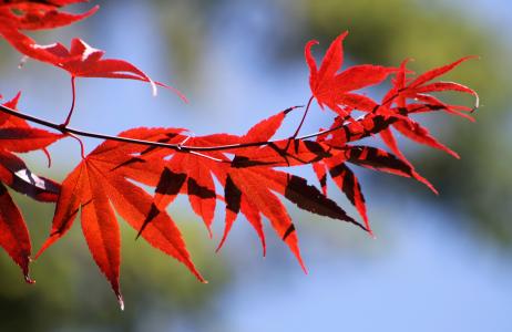 红色, 叶子, 秋天, 秋天, 秋天的落叶, 枫叶, 橙色