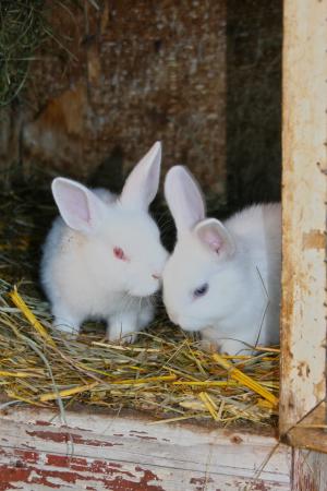兔子, 幼兔, 白色, 白化病, 毛皮, 失速, 红红的眼睛