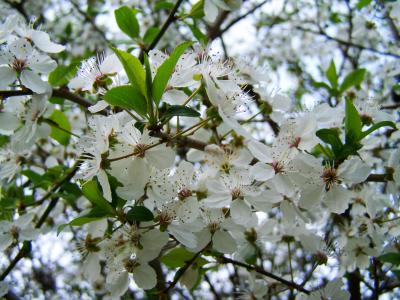 春天, 开花的果子树, 白花