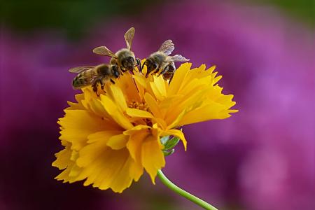 动物, 昆虫, 蜂蜜蜂, 蜜蜂, 夏季, 觅食, 花