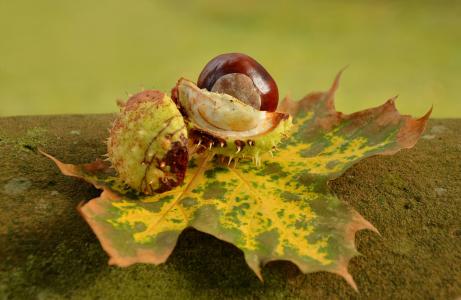 板栗, 秋天, 金秋十月, 叶子, 刺激, 壳, 秋天的叶子