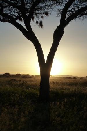 树, 太阳, 日落, 非洲, 塔兰吉雷, 坦桑尼亚, 景观