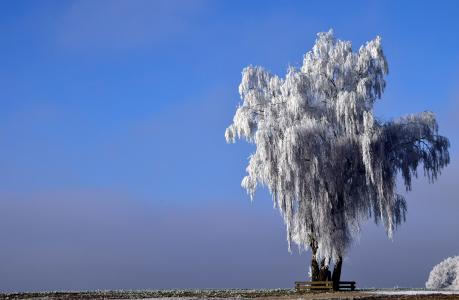 树, 冬天, 寒冷, 自然, 雪, 感冒, 景观