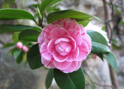 茶花, 中国, 花, 自然, 植物, 花瓣, 粉红色的颜色