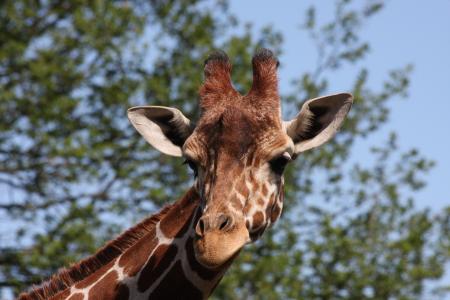 长颈鹿, 长颈鹿的头, 野生动物, 动物, 自然, 非洲, 野生动物