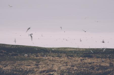 照片, 白色, 鸟类, 飞行, 鸟, 自然, 海鸥