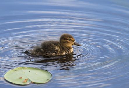 鸭, 幼崽, 水, 湖, 鸟, s 鸟, 自然