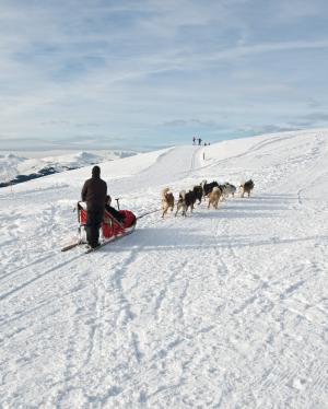 狗, 雪橇, 雪, 山