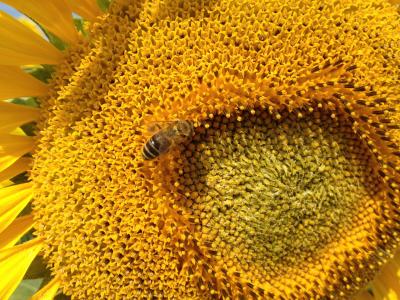 向日葵, 蜜蜂, 昆虫, 自然, 蜜蜂, 植物区系, 黄色