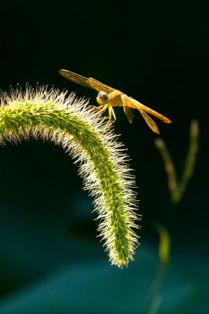 蜻蜓, 昆虫, 狗尾草贝, 自然, 宏观, 特写, 植物