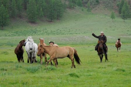 蒙古, 游牧民族, 马, 自然, 野生