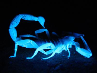 巨毛蝎子, 荧光, 黑暗, 发光, 沙漠, 大, hadrurus arizonensis
