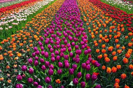 领域的花, 郁金香, 荷兰, 自然, 春天, tulpenbluete, 花
