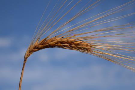 大麦, 耳朵, 谷物, 自然, 粮食, 农业, 滋补大麦