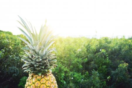 水果, 金, 墨西哥, 菠萝, 夏季, 夏天的共鸣, 夏季