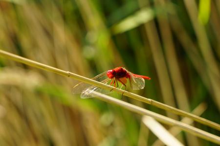 红蜻蜓, 昆虫, 野生动物摄影