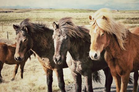 马, 冰岛马, 冰岛, 动物, 字段, 三匹马, 连续的马