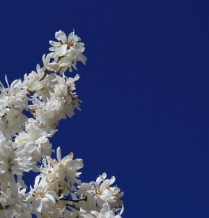 木兰, 树, 白色, 花, 春天, 春天, 蓝色