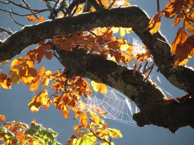 蜘蛛网, 秋天, 叶子, 金色的秋天, 树, 自然, 叶