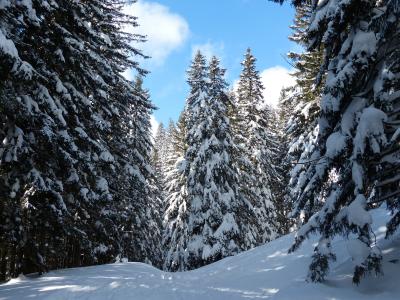 冷杉, 冷杉, 树木, 白雪皑皑, 冬天, 雪, 天空