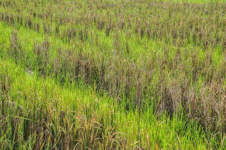 稻田, 稻田, 绿色, 印度尼西亚, 草, 收获后, 收获