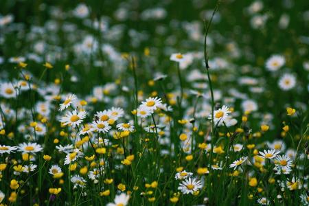 自然, 雏菊, 花, 黄色, 白色, 绿色, 草甸