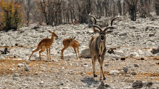 捻角羚, 非洲, 纳米比亚, 自然, 干, 国家公园, 动物