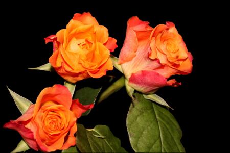 玫瑰, 花, 多颜色, 橙玫瑰, 玫瑰绽放