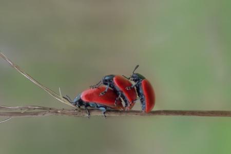 甲虫, 昆虫, 宏观, 红甲虫, 叶片的草, 红色, maikäfer