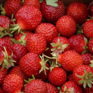 草莓, 浆果, 红色浆果, 绿茎, 草莓, 浆果