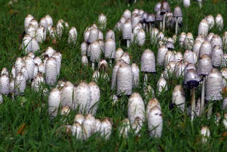 蘑菇, 很多的, 好多, 草甸, 中毒, 集合, 波利亚纳