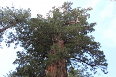 松树, 巨人, 视图, 加利福尼亚州