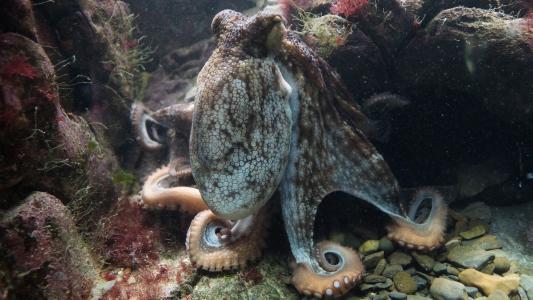 八达通, 怪, 章鱼, 常见 otopus, 海洋, 头足类动物, 无脊椎动物