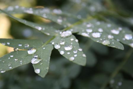 叶, 绿色, 自然, 水一滴, 植物, 雨滴, 花园