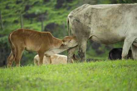 小牛, 喂养, 母牛, 母亲, 牧场, 婴儿动物, 自然