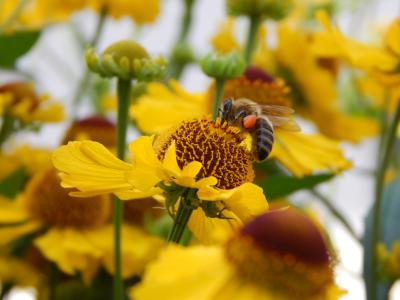 自然, 花, 蜜蜂