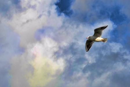 鸟, 云彩, 飞行, 天空, 海鸥, 翅膀, 一种动物