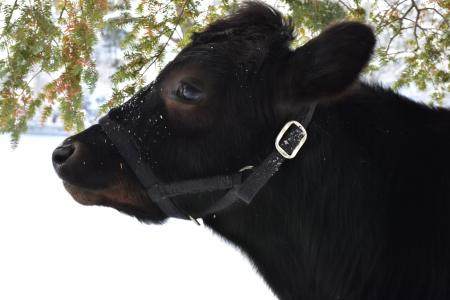 母牛, 冬天, 雪, 农场, 户外, 农村, 字段