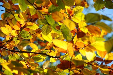 秋天, 叶子, 光, 自然, 金色的秋天, 叶, 秋天的落叶